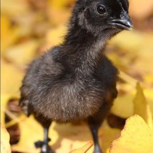 Children Mystery Box- 10 items for $75